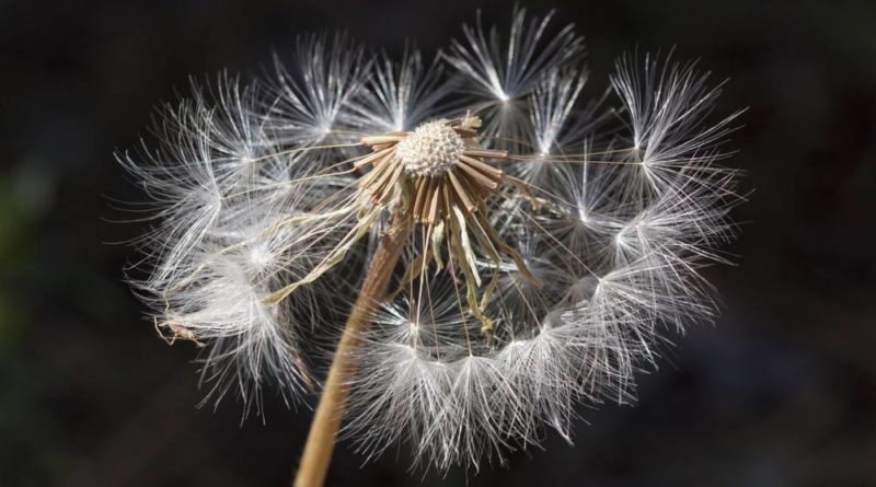 allergie primaverili